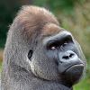 2009-gorilla-eve.jpg